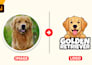 design a custom cartoon dog character or pet logo